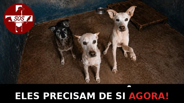 Cães do canil precisam de si